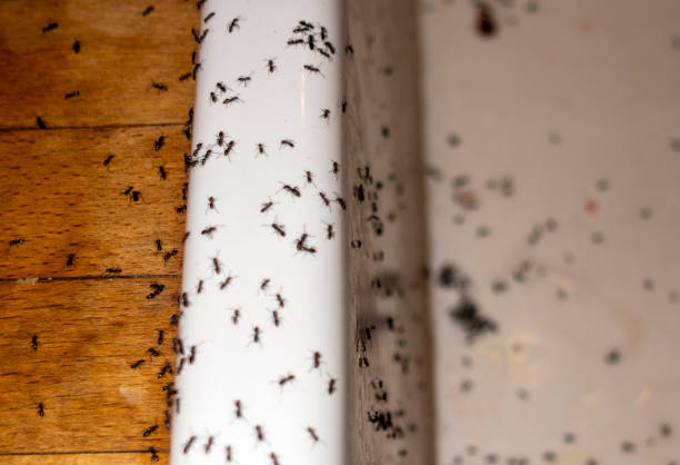Best Pest Prevention Services  in Lake Lure, NC