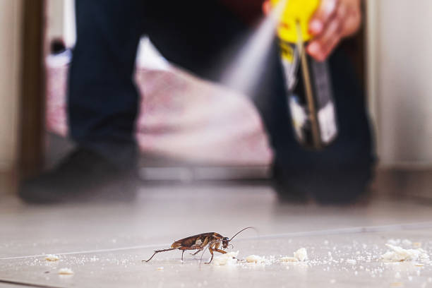 Best Insect Control  in Lake Lure, NC