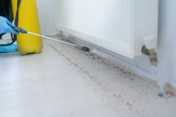 Best Affordable Pest Control Services  in Lake Lure, NC
